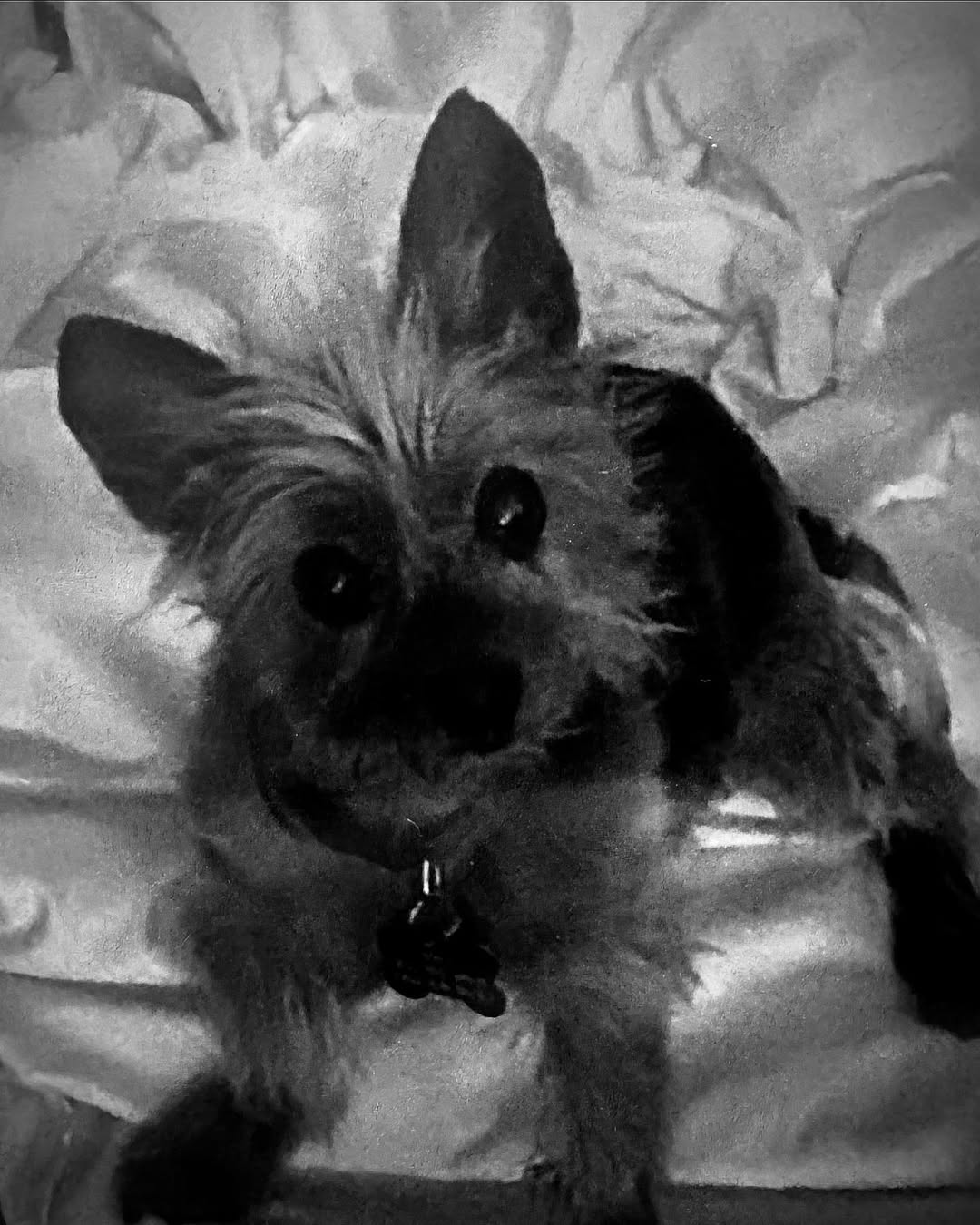 Carlito Dog Passes Away Death Dies January 2025